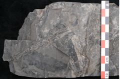 Foto (Detailansicht) von Odontopteris minor Brongniart (NHMW-GEO-2024-0188-10718)